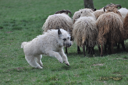 Bouvier des Ardennes / Bild 118 von 165 / 23.03.2014 11:04 / DSC_8706.JPG