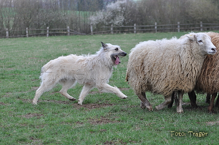 Bouvier des Ardennes / Bild 116 von 165 / 23.03.2014 11:08 / DSC_8812.JPG