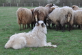 Bouvier des Ardennes / Bild 115 von 165 / 23.03.2014 11:09 / DSC_8835.JPG