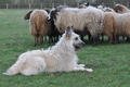 Bouvier des Ardennes / Bild 114 von 165 / 23.03.2014 11:10 / DSC_8841.JPG