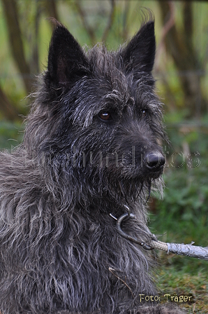 Bouvier des Ardennes / Bild 113 von 165 / 23.03.2014 11:15 / DSC_8901.JPG