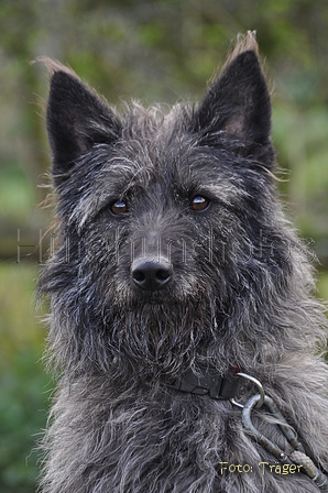 Bouvier des Ardennes / Bild 112 von 165 / 23.03.2014 11:15 / DSC_8924.JPG