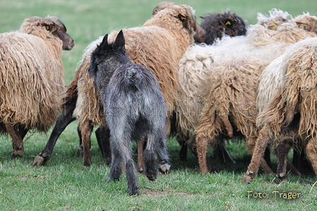 Bouvier des Ardennes / Bild 111 von 165 / 23.03.2014 11:20 / DSC_8975.JPG