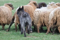 Bouvier des Ardennes / Bild 111 von 165 / 23.03.2014 11:20 / DSC_8975.JPG