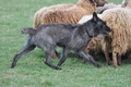 Bouvier des Ardennes / Bild 109 von 165 / 23.03.2014 11:20 / DSC_8978.JPG