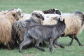 Bouvier des Ardennes / Bild 108 von 165 / 23.03.2014 11:20 / DSC_8982.JPG