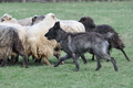 Bouvier des Ardennes / Bild 107 von 165 / 23.03.2014 11:20 / DSC_8989.JPG