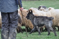 Bouvier des Ardennes / Bild 106 von 165 / 23.03.2014 11:20 / DSC_8992.JPG