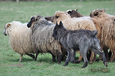 Bouvier des Ardennes / Bild 105 von 165 / 23.03.2014 11:20 / DSC_8993.JPG