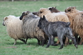 Bouvier des Ardennes / Bild 105 von 165 / 23.03.2014 11:20 / DSC_8993.JPG