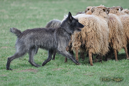 Bouvier des Ardennes / Bild 103 von 165 / 23.03.2014 11:20 / DSC_8998.JPG