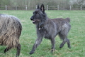 Bouvier des Ardennes / Bild 102 von 165 / 23.03.2014 11:21 / DSC_9018.JPG