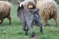 Bouvier des Ardennes / Bild 101 von 165 / 23.03.2014 11:21 / DSC_9028.JPG