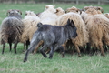 Bouvier des Ardennes / Bild 98 von 165 / 23.03.2014 11:22 / DSC_9054.JPG