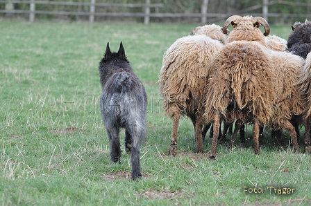 Bouvier des Ardennes / Bild 96 von 165 / 23.03.2014 11:23 / DSC_9092.JPG