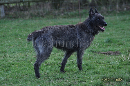 Bouvier des Ardennes / Bild 94 von 165 / 23.03.2014 11:24 / DSC_9114.JPG