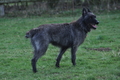 Bouvier des Ardennes / Bild 94 von 165 / 23.03.2014 11:24 / DSC_9114.JPG