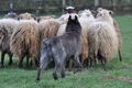 Bouvier des Ardennes / Bild 93 von 165 / 23.03.2014 11:26 / DSC_9127.JPG