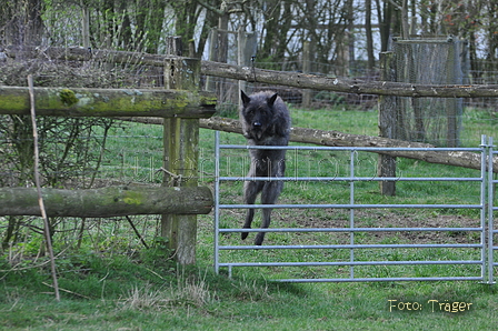 Bouvier des Ardennes / Bild 92 von 165 / 23.03.2014 11:28 / DSC_9136.JPG