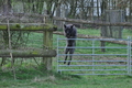 Bouvier des Ardennes / Bild 92 von 165 / 23.03.2014 11:28 / DSC_9136.JPG