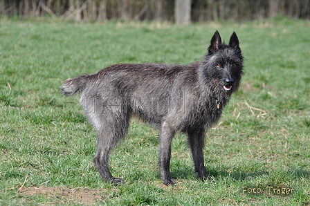 Bouvier des Ardennes / Bild 91 von 165 / 23.03.2014 11:29 / DSC_9150.JPG