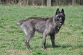 Bouvier des Ardennes / Bild 91 von 165 / 23.03.2014 11:29 / DSC_9150.JPG