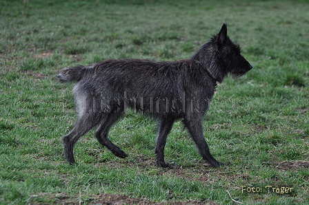 Bouvier des Ardennes / Bild 90 von 165 / 23.03.2014 11:30 / DSC_9171.JPG