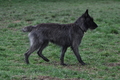 Bouvier des Ardennes / Bild 90 von 165 / 23.03.2014 11:30 / DSC_9171.JPG