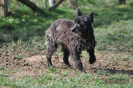 Bouvier des Ardennes / Bild 89 von 165 / 23.03.2014 11:32 / DSC_9188.JPG