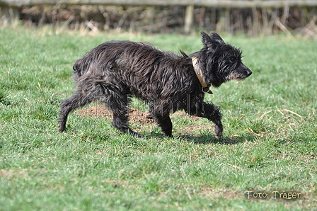 Bouvier des Ardennes / Bild 88 von 165 / 23.03.2014 11:32 / DSC_9195.JPG