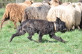 Bouvier des Ardennes / Bild 87 von 165 / 23.03.2014 11:32 / DSC_9200.JPG