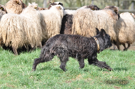 Bouvier des Ardennes / Bild 86 von 165 / 23.03.2014 11:32 / DSC_9202.JPG