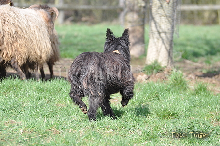 Bouvier des Ardennes / Bild 85 von 165 / 23.03.2014 11:32 / DSC_9205.JPG