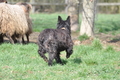 Bouvier des Ardennes / Bild 85 von 165 / 23.03.2014 11:32 / DSC_9205.JPG