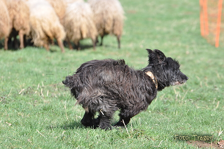 Bouvier des Ardennes / Bild 84 von 165 / 23.03.2014 11:33 / DSC_9220.JPG