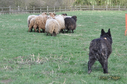 Bouvier des Ardennes / Bild 83 von 165 / 23.03.2014 11:34 / DSC_9223.JPG