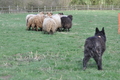 Bouvier des Ardennes / Bild 83 von 165 / 23.03.2014 11:34 / DSC_9223.JPG