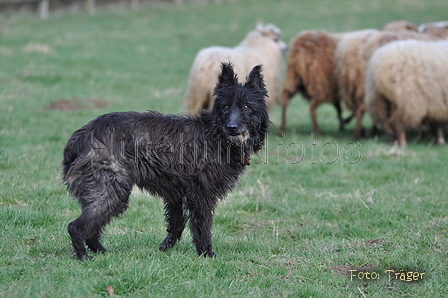 Bouvier des Ardennes / Bild 82 von 165 / 23.03.2014 11:35 / DSC_9227.JPG