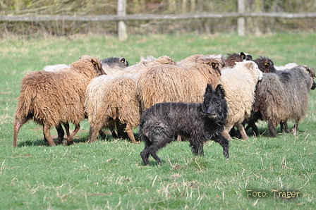 Bouvier des Ardennes / Bild 81 von 165 / 23.03.2014 11:35 / DSC_9239.JPG