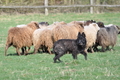 Bouvier des Ardennes / Bild 81 von 165 / 23.03.2014 11:35 / DSC_9239.JPG