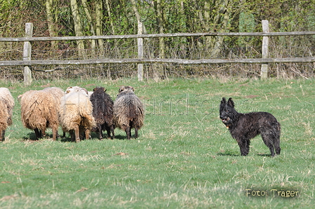 Bouvier des Ardennes / Bild 80 von 165 / 23.03.2014 11:36 / DSC_9254.JPG