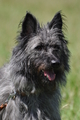 Bouvier des Ardennes / Bild 79 von 165 / 19.07.2014 12:42 / DSC_4034.JPG