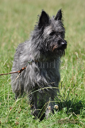 Bouvier des Ardennes / Bild 78 von 165 / 19.07.2014 12:42 / DSC_4036.JPG