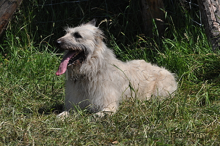 Bouvier des Ardennes / Bild 77 von 165 / 19.07.2014 14:33 / DSC_4151.JPG