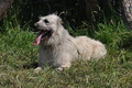 Bouvier des Ardennes / Bild 77 von 165 / 19.07.2014 14:33 / DSC_4151.JPG