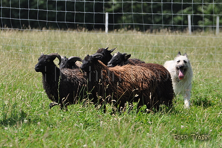 Bouvier des Ardennes / Bild 76 von 165 / 19.07.2014 14:39 / DSC_4178.JPG