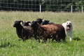 Bouvier des Ardennes / Bild 76 von 165 / 19.07.2014 14:39 / DSC_4178.JPG