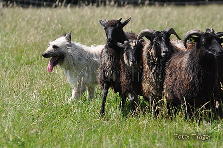 Bouvier des Ardennes / Bild 75 von 165 / 19.07.2014 14:39 / DSC_4185.JPG