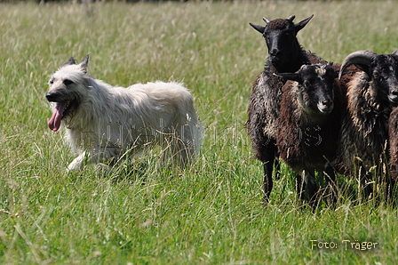 Bouvier des Ardennes / Bild 74 von 165 / 19.07.2014 14:39 / DSC_4187.JPG