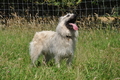 Bouvier des Ardennes / Bild 73 von 165 / 19.07.2014 14:41 / DSC_3960.JPG